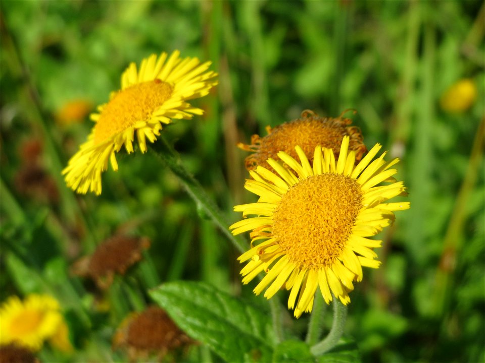 Großes Flohkraut (Pulicaria dysenterica) im Hockenheimer Rheinbogen