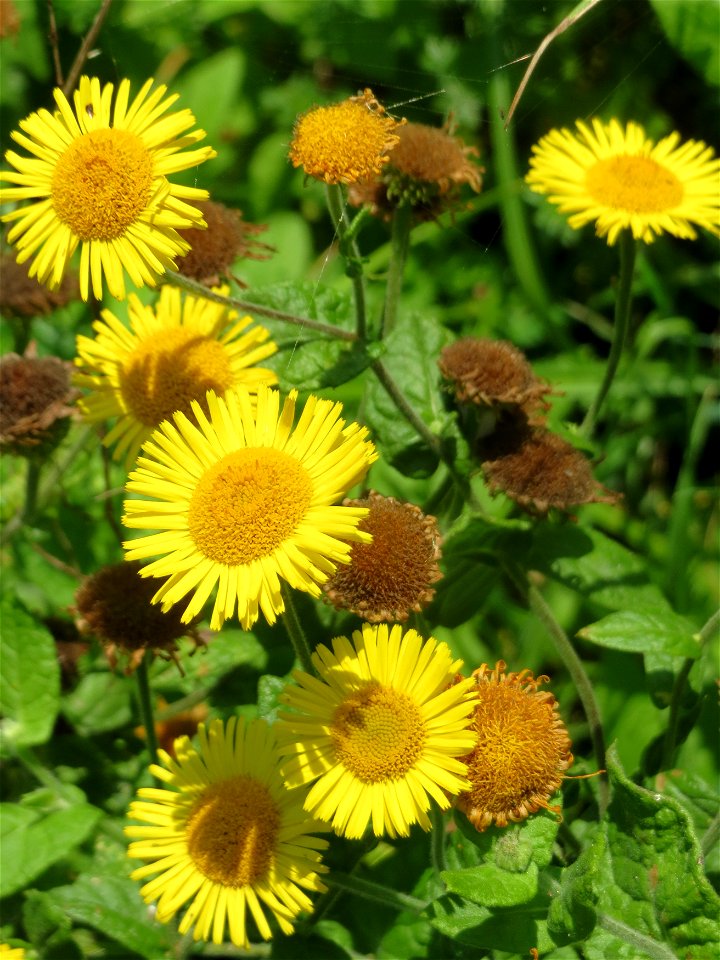 Großes Flohkraut (Pulicaria dysenterica) im Hockenheimer Rheinbogen