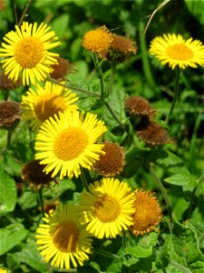 Großes Flohkraut (Pulicaria dysenterica) im Hockenheimer Rheinbogen