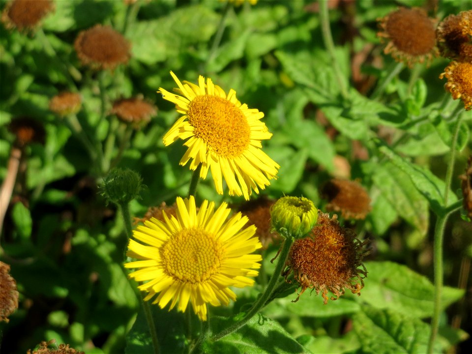 Großes Flohkraut (Pulicaria dysenterica) im Hockenheimer Rheinbogen