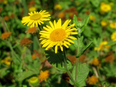 Großes Flohkraut (Pulicaria dysenterica) im Hockenheimer Rheinbogen