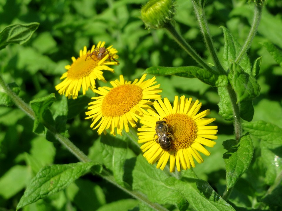 Großes Flohkraut (Pulicaria dysenterica) im Hockenheimer Rheinbogen