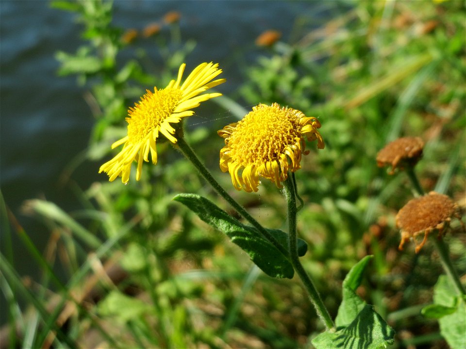 Großes Flohkraut (Pulicaria dysenterica) an der Saar in Saarbrücken