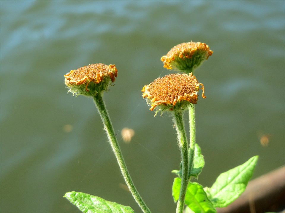 Großes Flohkraut (Pulicaria dysenterica) an der Saar in Saarbrücken