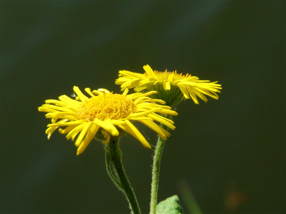 Großes Flohkraut (Pulicaria dysenterica) an der Saar in Saarbrücken