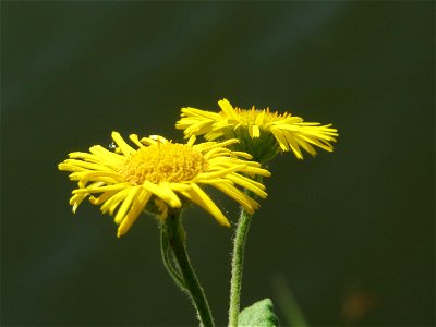 Großes Flohkraut (Pulicaria dysenterica) an der Saar in Saarbrücken