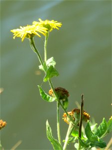 Großes Flohkraut (Pulicaria dysenterica) an der Saar in Saarbrücken