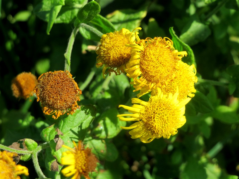 Großes Flohkraut (Pulicaria dysenterica) im Hockenheimer Rheinbogen