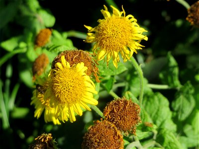 Großes Flohkraut (Pulicaria dysenterica) im Hockenheimer Rheinbogen
