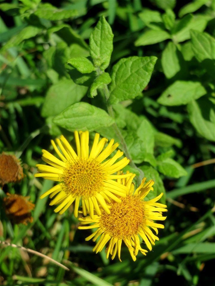 Großes Flohkraut (Pulicaria dysenterica) im Hockenheimer Rheinbogen