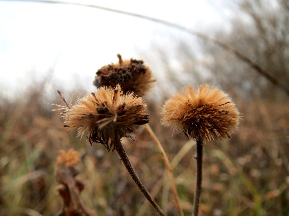 Großes Flohkraut (Pulicaria dysenterica) im Hockenheimer Rheinbogen