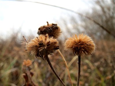 Großes Flohkraut (Pulicaria dysenterica) im Hockenheimer Rheinbogen