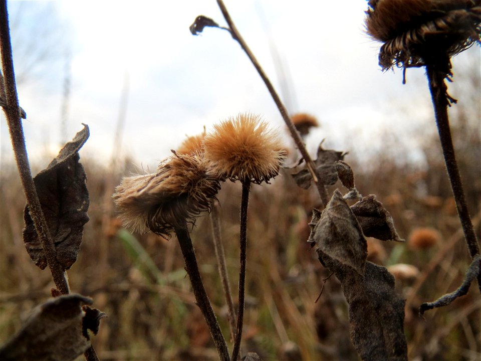 Großes Flohkraut (Pulicaria dysenterica) im Hockenheimer Rheinbogen