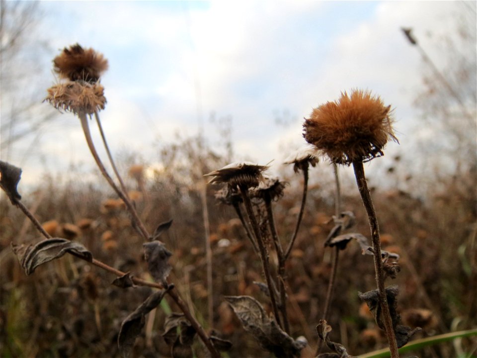 Großes Flohkraut (Pulicaria dysenterica) im Hockenheimer Rheinbogen