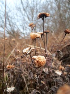 Großes Flohkraut (Pulicaria dysenterica) im Hockenheimer Rheinbogen