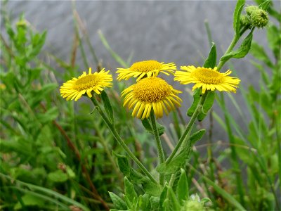 Großes Flohkraut (Pulicaria dysenterica) an der Saar in Saarbrücken