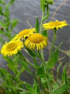 Großes Flohkraut (Pulicaria dysenterica) an der Saar in Saarbrücken