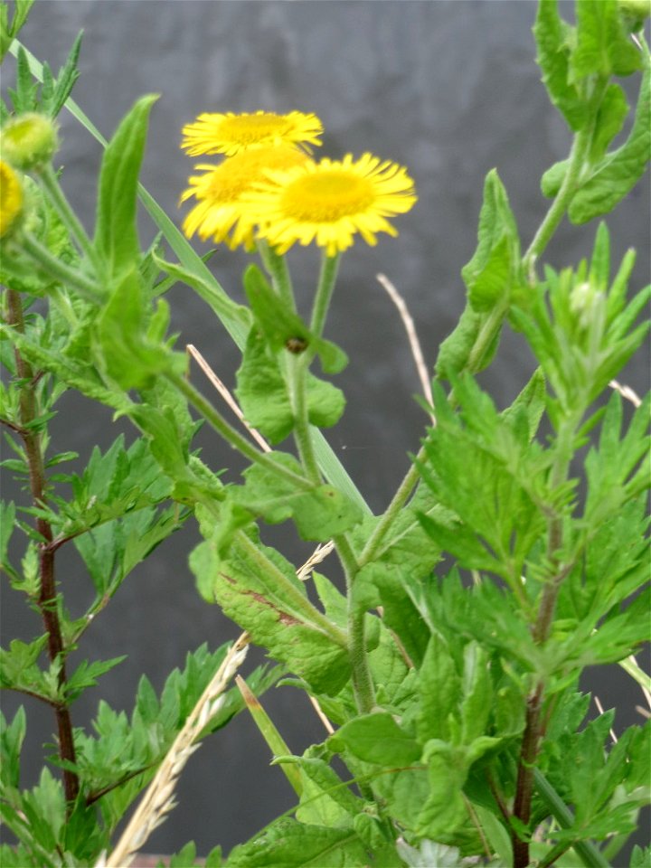 Großes Flohkraut (Pulicaria dysenterica) an der Saar in Saarbrücken
