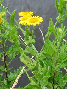 Großes Flohkraut (Pulicaria dysenterica) an der Saar in Saarbrücken