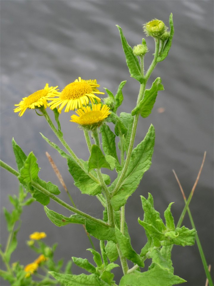 Großes Flohkraut (Pulicaria dysenterica) an der Saar in Saarbrücken