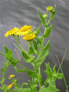 Großes Flohkraut (Pulicaria dysenterica) an der Saar in Saarbrücken