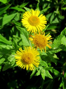 Großes Flohkraut (Pulicaria dysenterica) im Naturschutzgebiet „St. Arnualer Wiesen“