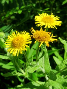 Großes Flohkraut (Pulicaria dysenterica) im Naturschutzgebiet „St. Arnualer Wiesen“