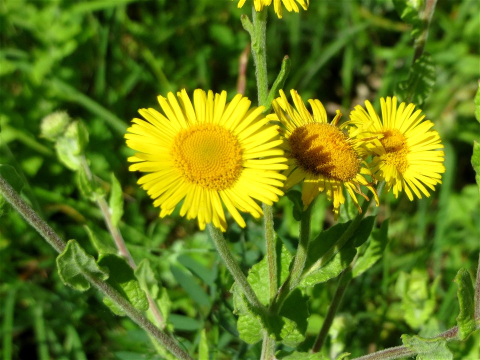 Großes Flohkraut (Pulicaria dysenterica) im Naturschutzgebiet „St. Arnualer Wiesen“