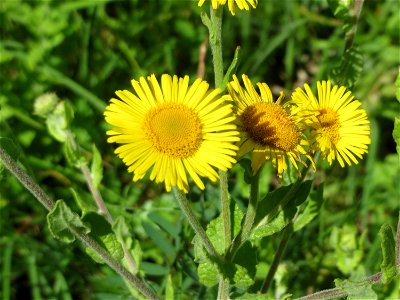 Großes Flohkraut (Pulicaria dysenterica) im Naturschutzgebiet „St. Arnualer Wiesen“