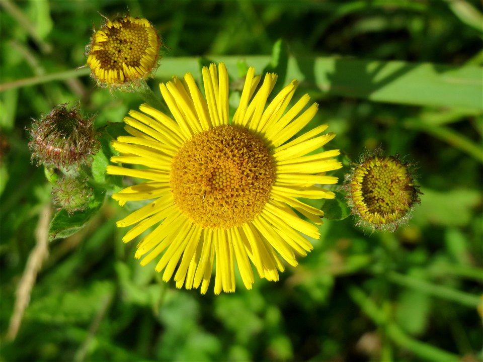 Großes Flohkraut (Pulicaria dysenterica) im Naturschutzgebiet „St. Arnualer Wiesen“