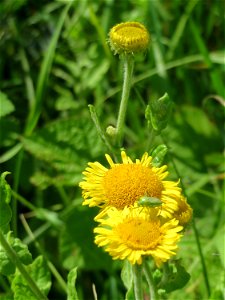 Großes Flohkraut (Pulicaria dysenterica) im Naturschutzgebiet „St. Arnualer Wiesen“
