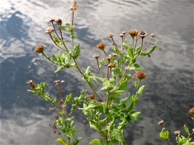 Großes Flohkraut (Pulicaria dysenterica) an der Saar in Saarbrücken