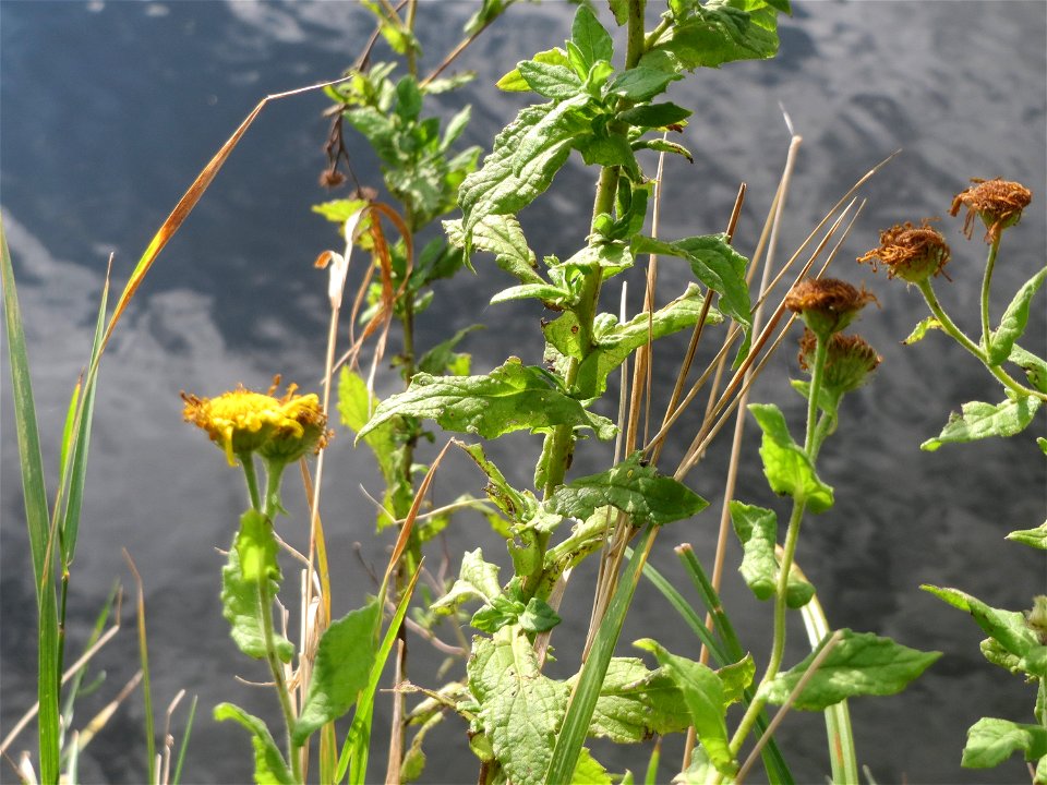 Großes Flohkraut (Pulicaria dysenterica) an der Saar in Saarbrücken