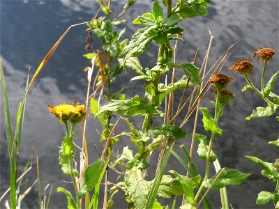 Großes Flohkraut (Pulicaria dysenterica) an der Saar in Saarbrücken