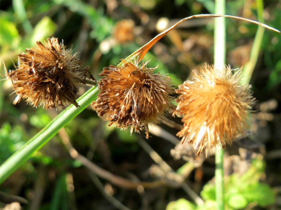 Verblühtes Großes Flohkraut (Pulicaria dysenterica) im Landschaftsschutzgebiet „Hockenheimer Rheinbogen“