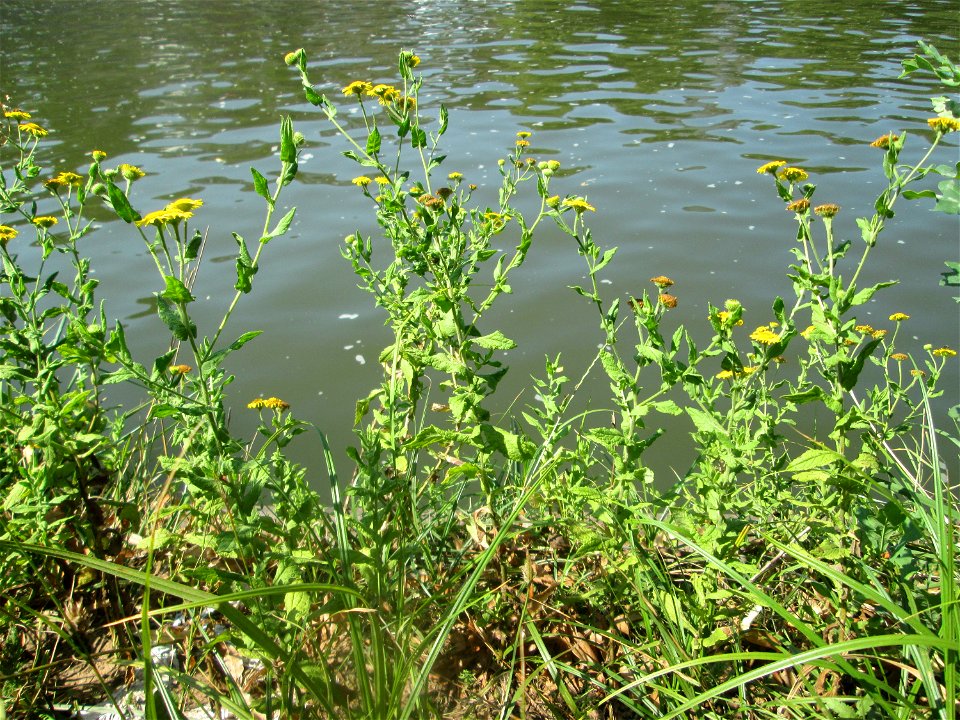 Großes Flohkraut (Pulicaria dysenterica) an der Saar in Saarbrücken
