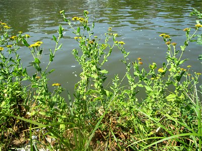 Großes Flohkraut (Pulicaria dysenterica) an der Saar in Saarbrücken