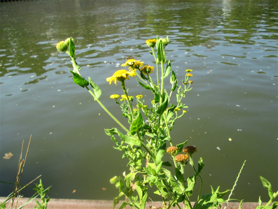 Großes Flohkraut (Pulicaria dysenterica) an der Saar in Saarbrücken