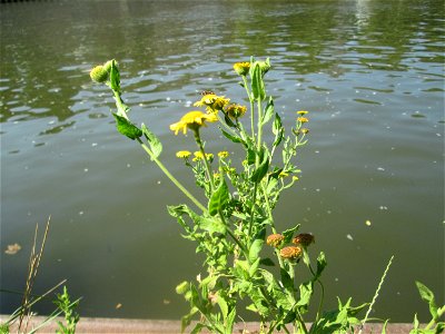 Großes Flohkraut (Pulicaria dysenterica) an der Saar in Saarbrücken