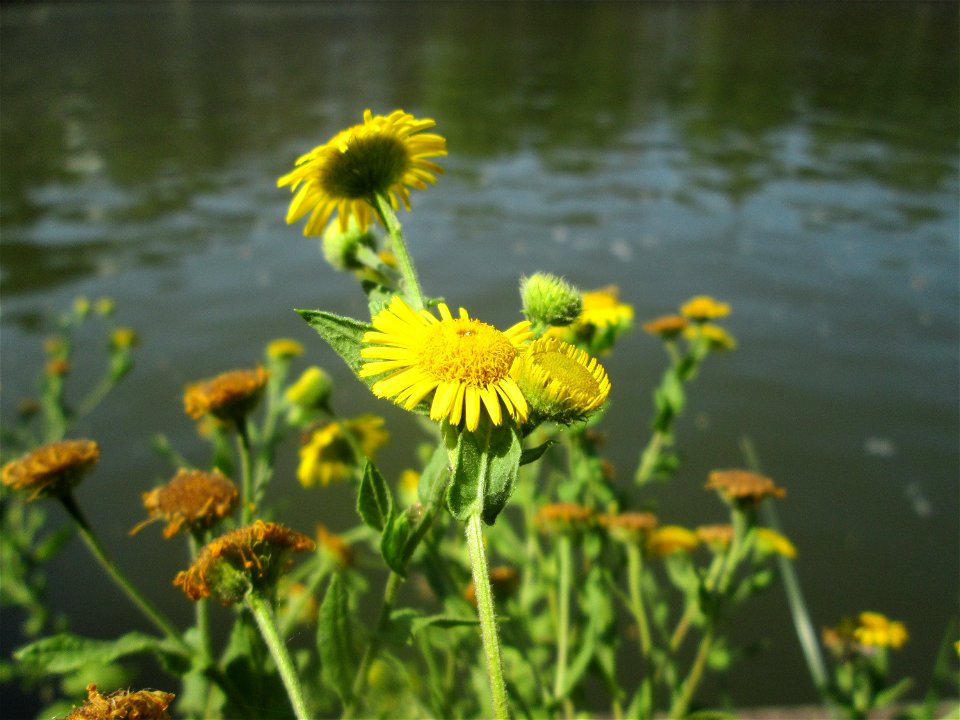 Großes Flohkraut (Pulicaria dysenterica) an der Saar in Saarbrücken