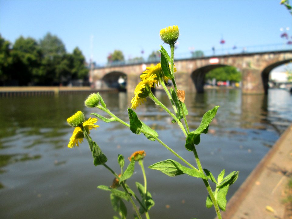 Großes Flohkraut (Pulicaria dysenterica) und Alte Brücke in Saarbrücken