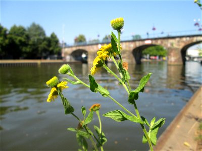 Großes Flohkraut (Pulicaria dysenterica) und Alte Brücke in Saarbrücken