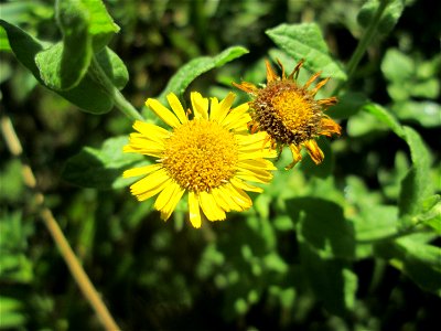 Großes Flohkraut (Pulicaria dysenterica) im Naturschutzgebiet „St. Arnualer Wiesen“ photo