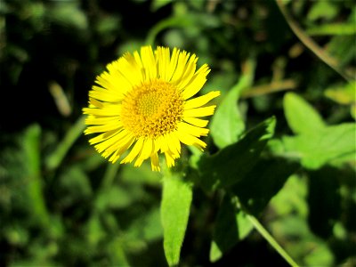 Großes Flohkraut (Pulicaria dysenterica) im Naturschutzgebiet „St. Arnualer Wiesen“ photo