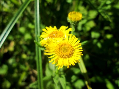 Großes Flohkraut (Pulicaria dysenterica) im Naturschutzgebiet „St. Arnualer Wiesen“ photo