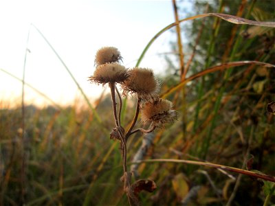 Verblühtes Großes Flohkraut (Pulicaria dysenterica) im Landschaftsschutzgebiet „Hockenheimer Rheinbogen“