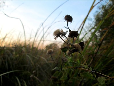 Verblühtes Großes Flohkraut (Pulicaria dysenterica) im Landschaftsschutzgebiet „Hockenheimer Rheinbogen“
