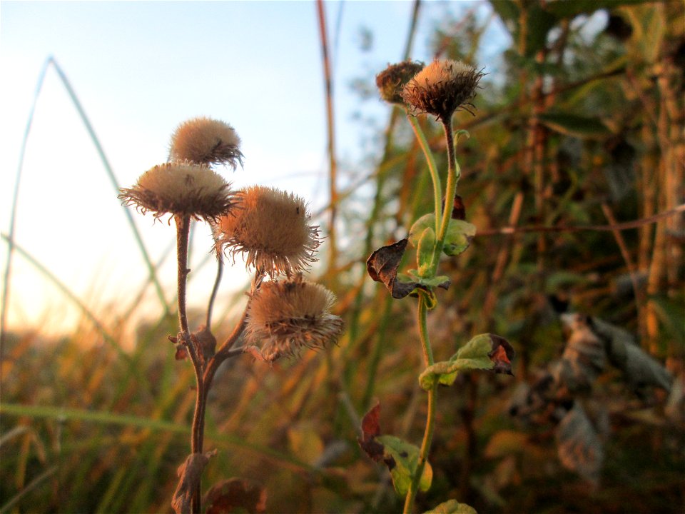 Verblühtes Großes Flohkraut (Pulicaria dysenterica) im Landschaftsschutzgebiet „Hockenheimer Rheinbogen“