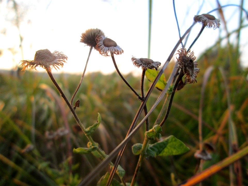 Verblühtes Großes Flohkraut (Pulicaria dysenterica) im Landschaftsschutzgebiet „Hockenheimer Rheinbogen“
