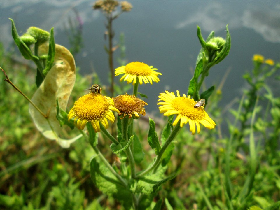 Großes Flohkraut (Pulicaria dysenterica) an der Saar in Saarbrücken